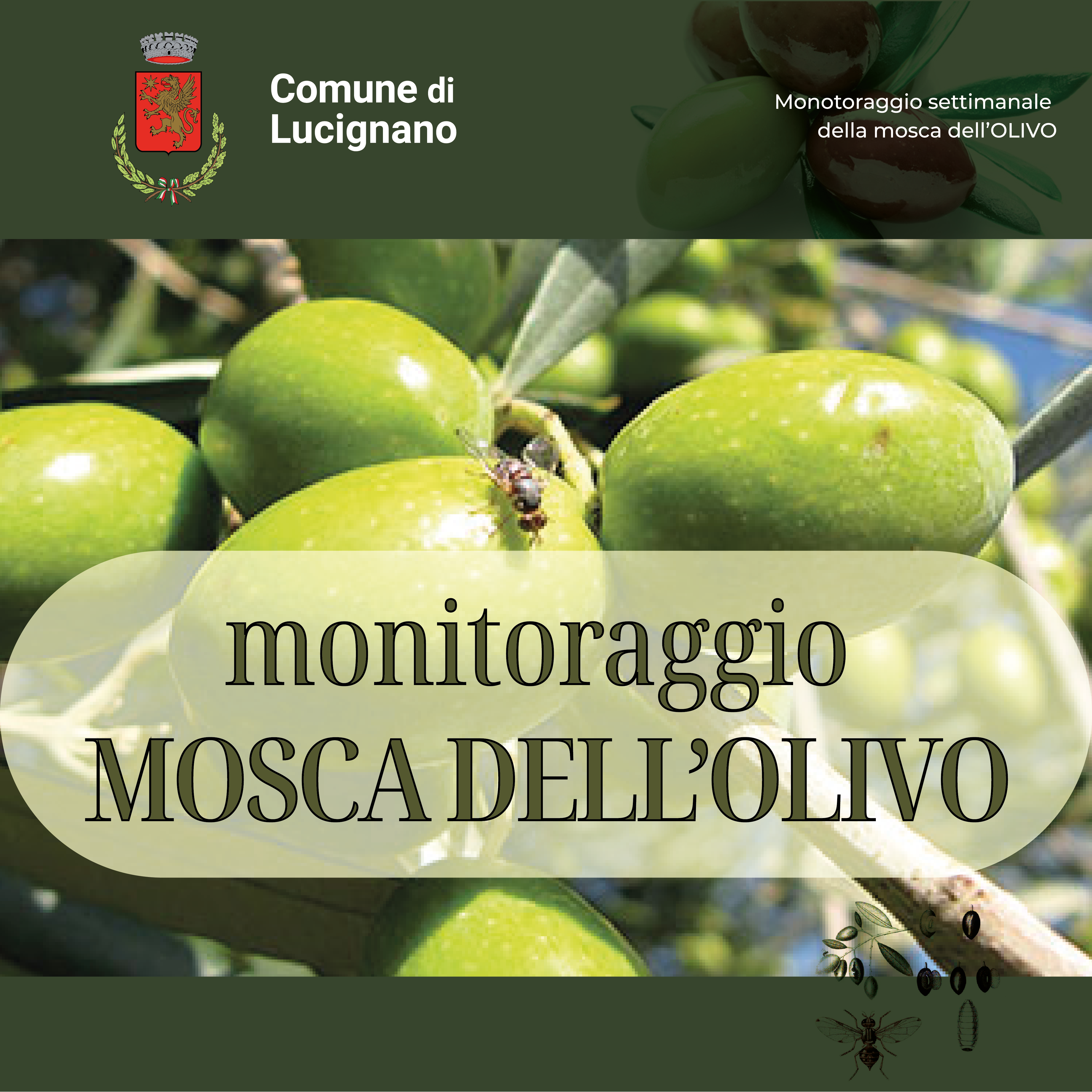 Monitoraggio mosca dell'olivo
