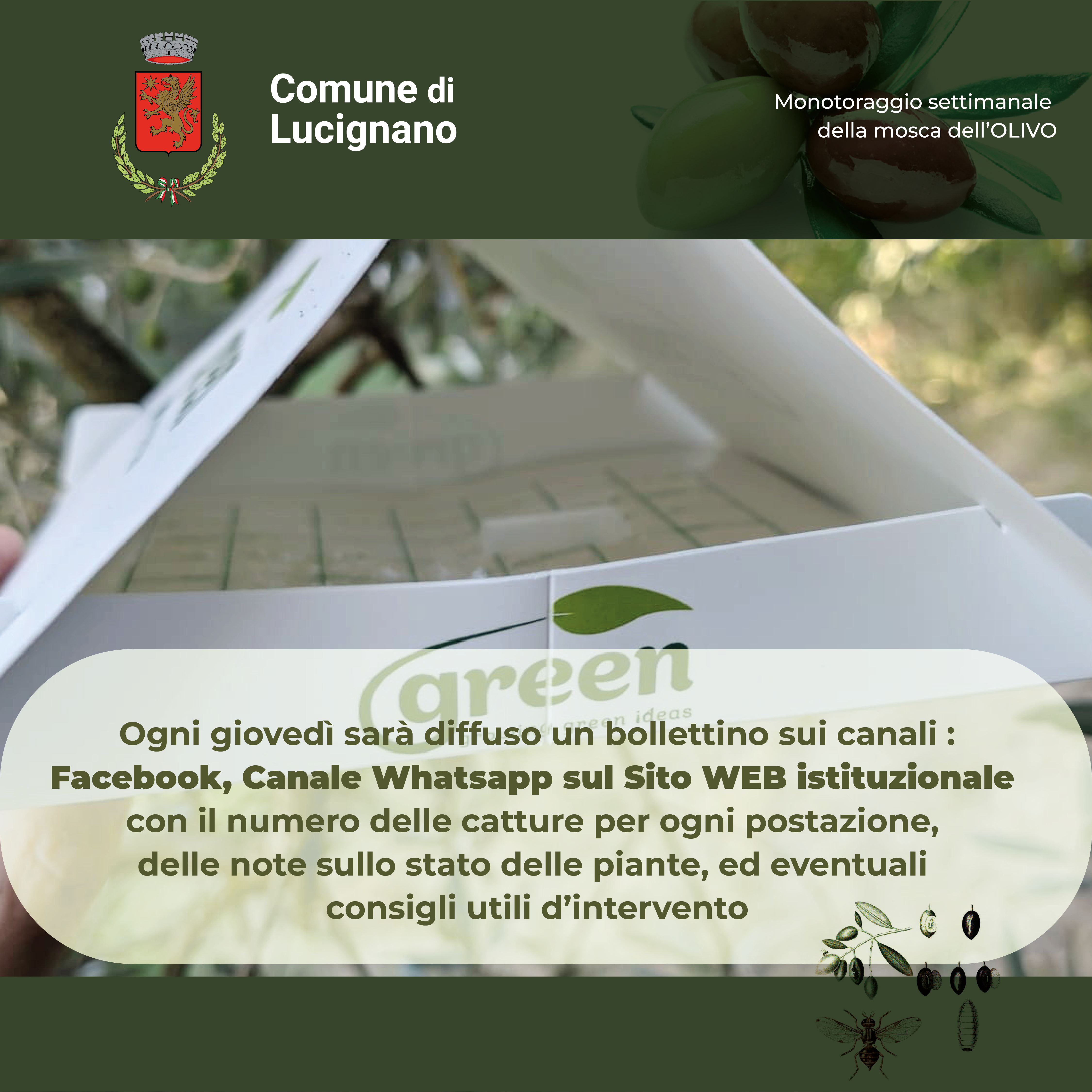 Immagini monitoraggio mosca olearia