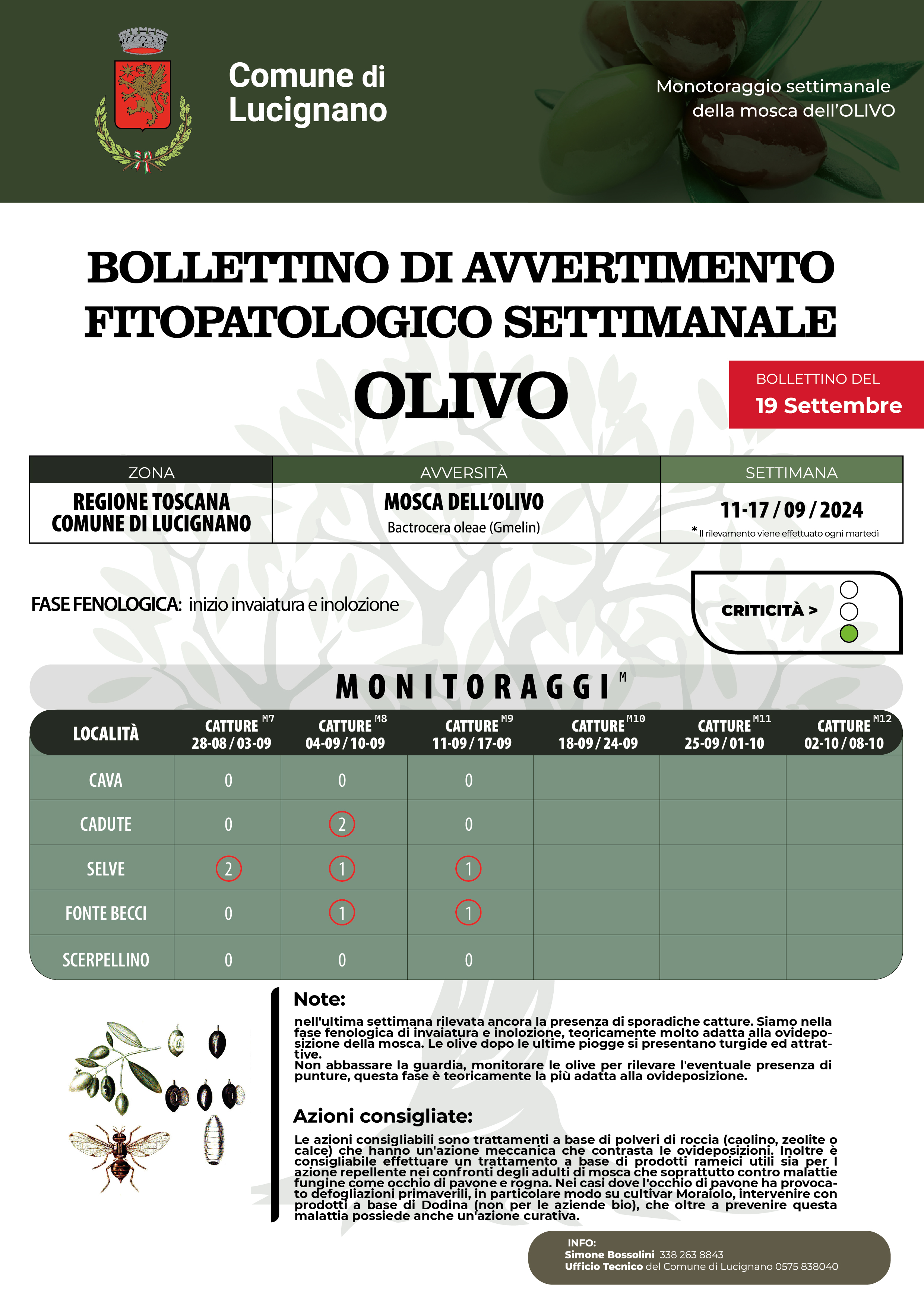 Bollettino mosca olivo 19 settembre