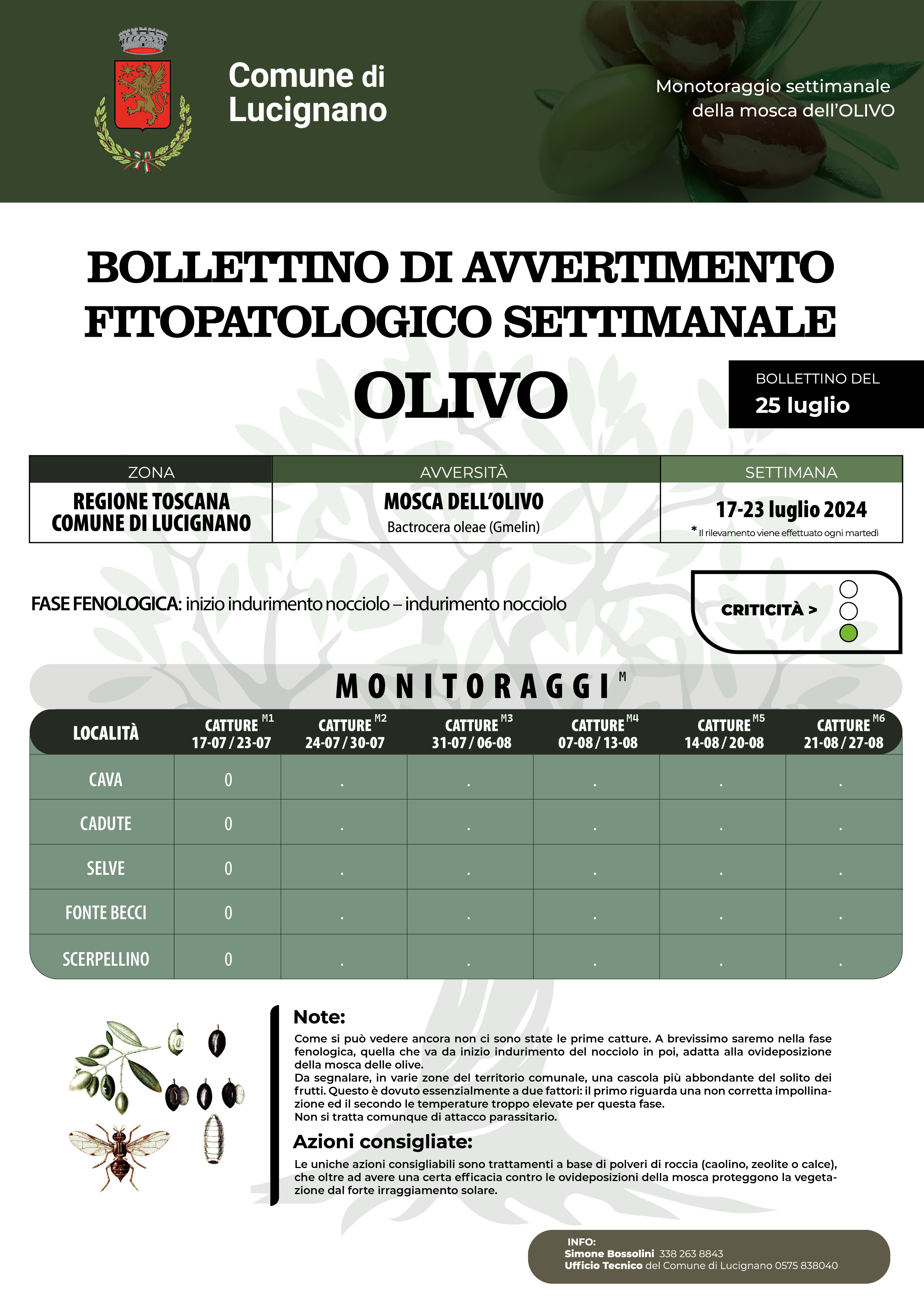 Immagini monitoraggio mosca olearia